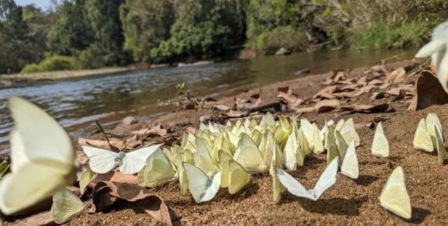 India Launches First Butterfly Sanctuary at Aralam, Kerala to Boost Conservation & Eco-Tourism.