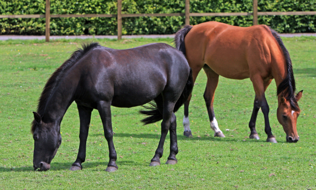India Sets Up Its First WOAH-Recognised Equine Disease‑Free Compartment in Meerut, Boosting Global Equine Trade.