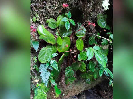 New Flowering Plant Species 'Begonia nyishiorum' Discovered in Arunachal Pradesh’s Eastern Himalayas.