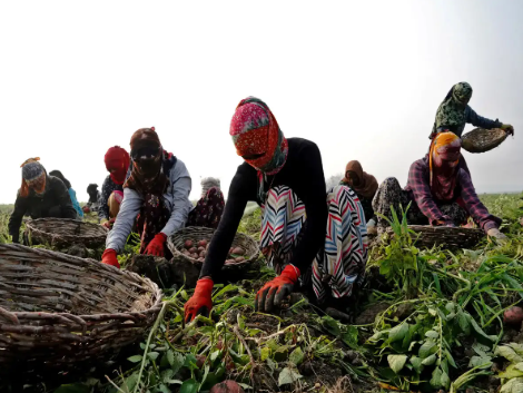 MoA&FW Adds 7 New Agricultural Products to e-NAM Platform, Taking Total to 238.