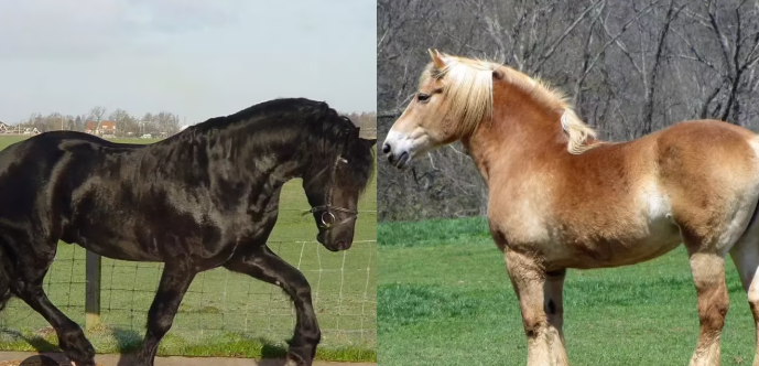 World Horse Day observed annually on 11 July 2025.