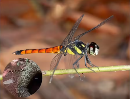 New Dragonfly Species ‘Lyriothemis abrahami’ Discovered in Western Ghats and Gecko Species Found in Assam.