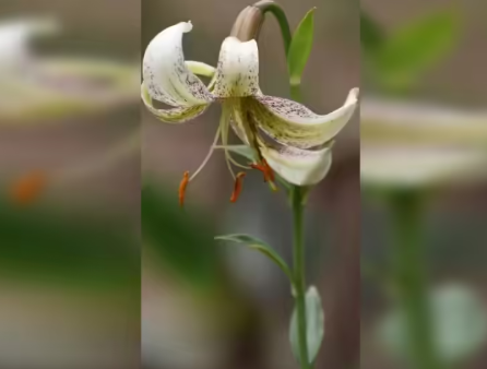 Uttarakhand Launches India’s First Systematic Plant Conservation Programme to Restore Critically Endangered Himalayan Species.