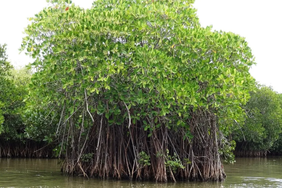 World Mangrove Day Observed on 26 July 2025.
