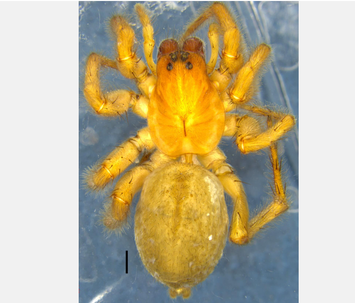 ZSI Discovers India’s First Piratula Wolf Spider in West Bengal and Two New Culturally Significant Frog Species in Meghalaya.