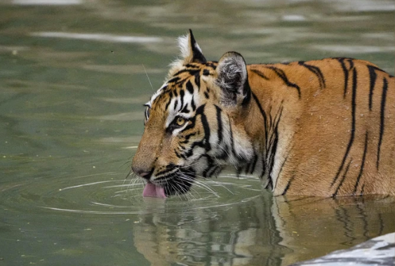 Global Tiger Day Observed on 29 July 2025.