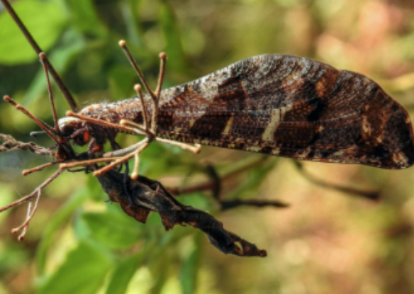 Three New Antlion Species Discovered for the First Time in Kerala by SERL Researchers.
