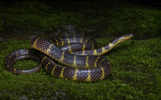 New Narrow-Banded Rain Snake Smithophis leptofasciatus Discovered in Mizoram, Expanding Genus Smithophis to Five Species.
