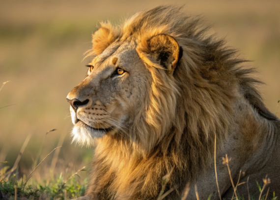 World Lion Day 2025 Observed on 10th August.