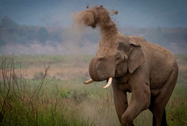 World Elephant Day 2025 Observed on 12th August.
