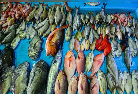 India’s Marine Fish Production Reaches 44.95 Lakh Tonnes in 2023–24 and Backed by PMMSY & Aquaculture Growth.