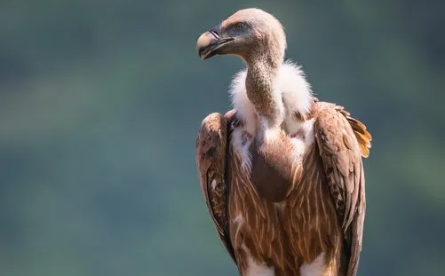 India Launches First Vulture Knowledge Portal ‘The Vulture Network’ in Assam on International Vulture Awareness Day 2025.
