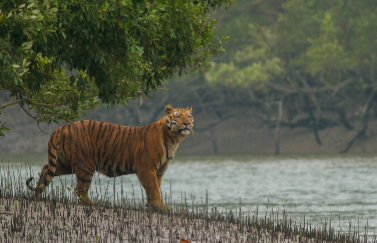 NBWL approves 1,044.68 sq.km expansion of Sundarbans Tiger Reserve (3,629.57 sq.km), India’s 2nd largest after Nagarjunasagar-Srisailam.