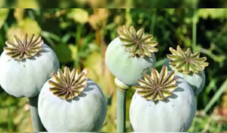 Government Announces Annual Licensing Policy for Opium Poppy Cultivation for Crop Year 2025-26.