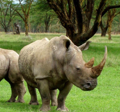 World Rhino Day 2025: Global Observance on 22nd September to Strengthen Rhino Conservation.