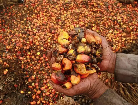 Asian Palm Oil Alliance, CPOPC, and Solidaridad Sign Tripartite MoU to Promote Sustainable Palm Oil in India.