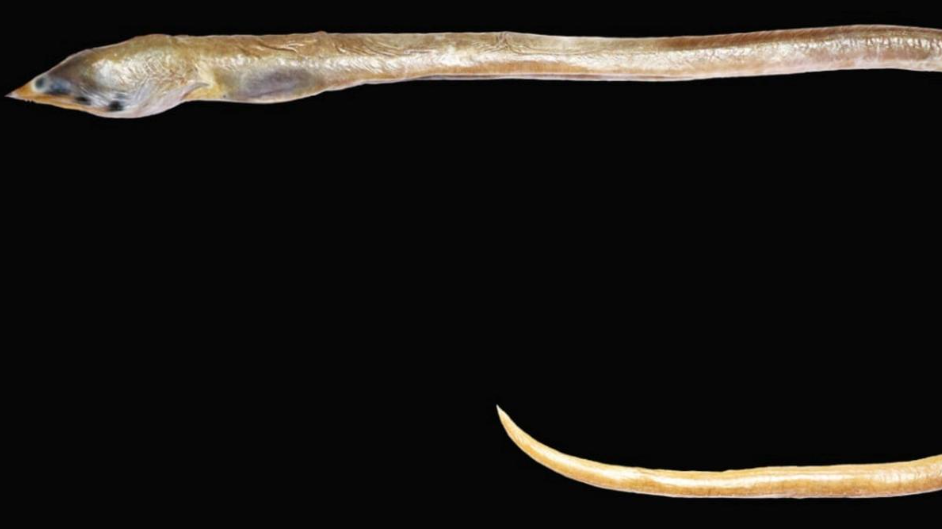 New Finless Snake Eel Species ‘Apterichtus Kanniyakumari’ Discovered off Tamil Nadu Coast.