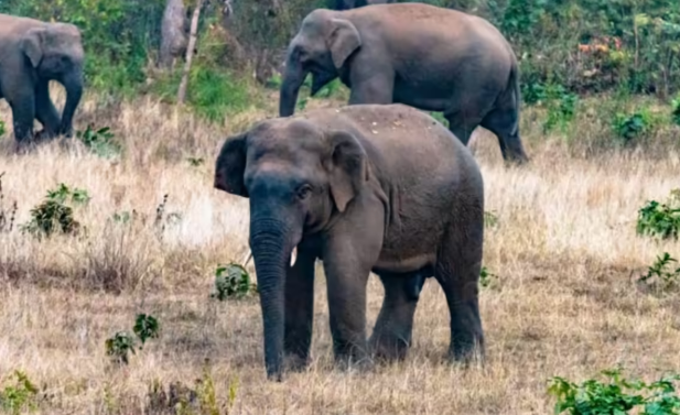 MP launches Gaj Rakshak App to track elephants and reduce human-elephant conflicts.