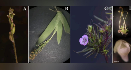 Researchers Discover Four New Plant Species in Western Ghats, Karnataka.
