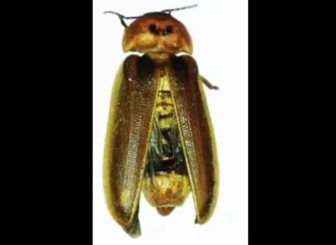 Researchers Discover Two New Firefly Species and a New Wasp Species in India.
