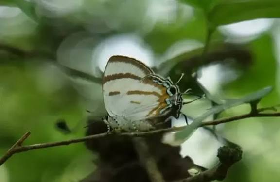 Six New Butterfly Species Discovered in Arunachal Pradesh’s Siang Valley.