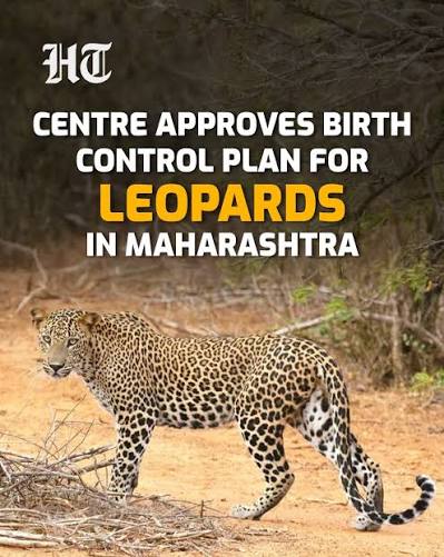 Ministry of Environment Approves Leopard Birth-Control Programme in Maharashtra.