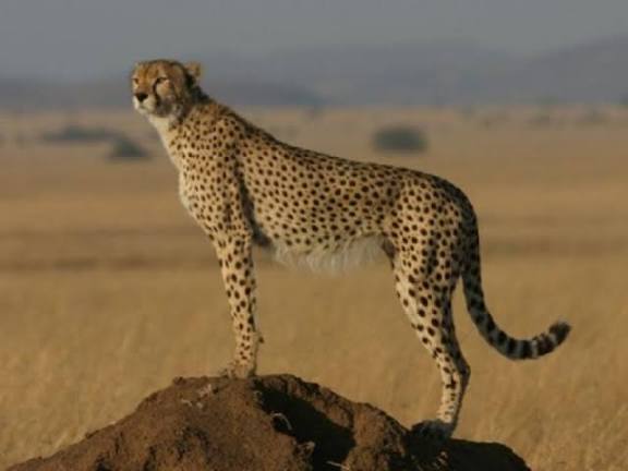 Historic Milestone: Indian-born Cheetah Mukhi Gives Birth to 5 Cubs in Kuno National Park.